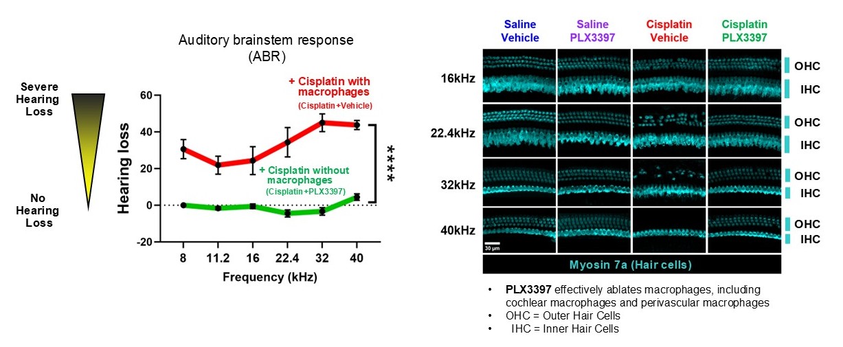 ABR-and-Hair-Cells-TOGETHER-pg2.jpg